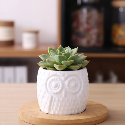 Succulent Pot Close-up